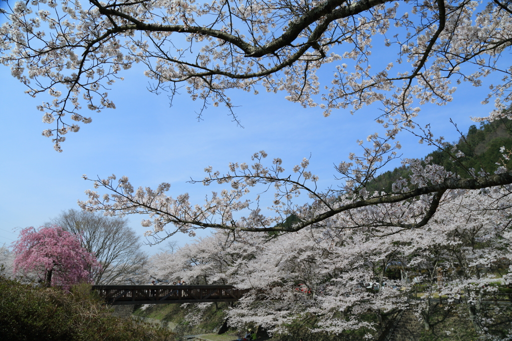 七谷川の桜３