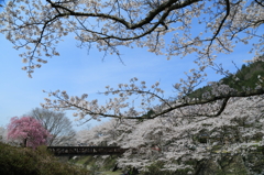 七谷川の桜３