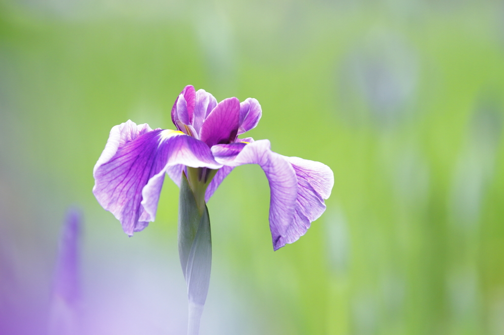 花菖蒲