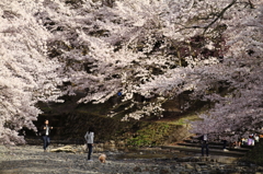 七谷川の桜3