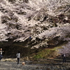 七谷川の桜3