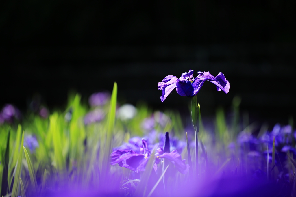 花言葉 「あなたを信じます」