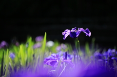 花言葉 「あなたを信じます」