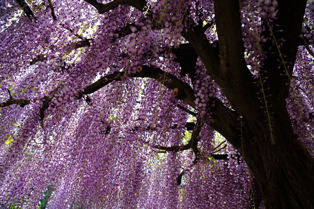 パープルレイン