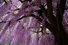 パープルレイン