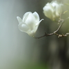 白木蓮
