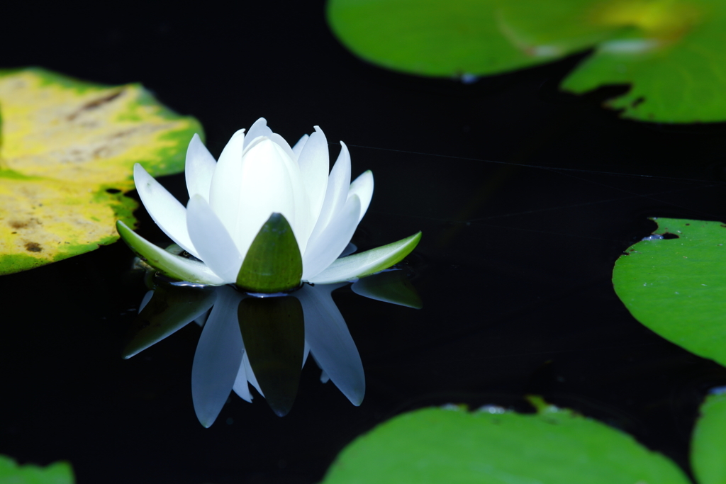 花言葉 「純粋」