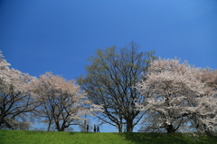 八幡桜２