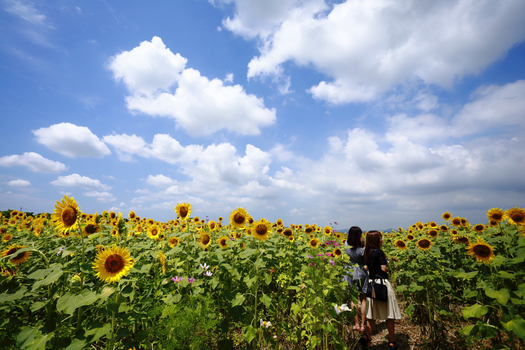 夏の陽