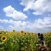 夏の陽
