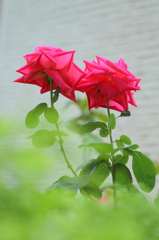 愛情