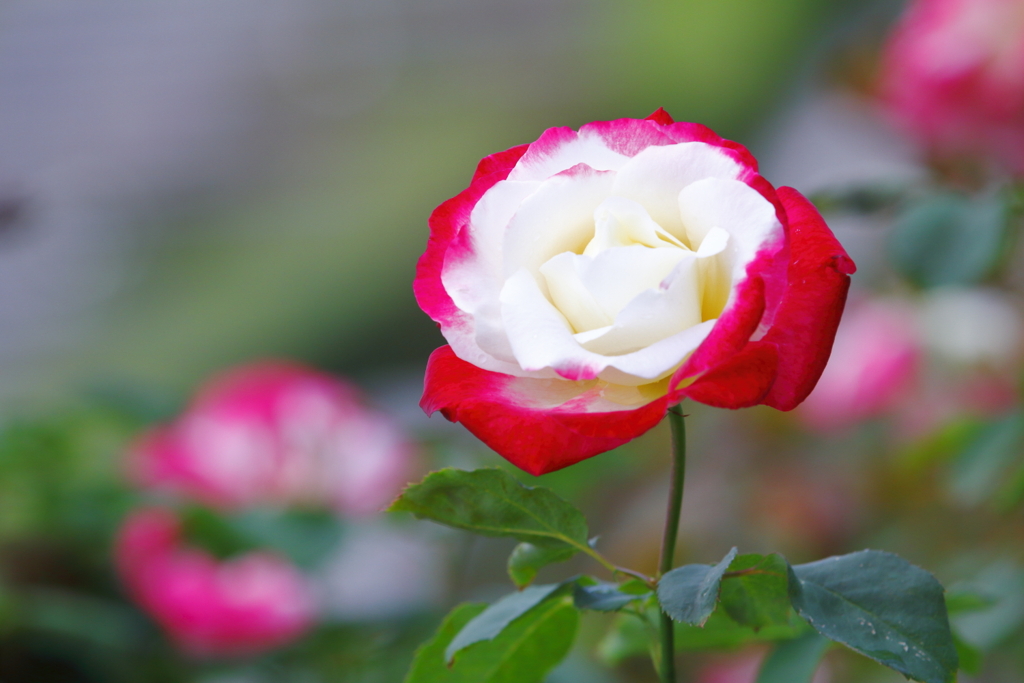 秋薔薇