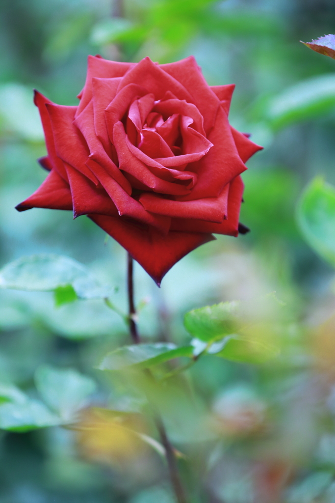 薔薇
