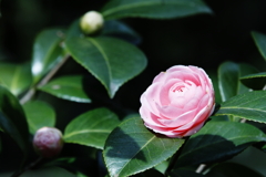 春香り