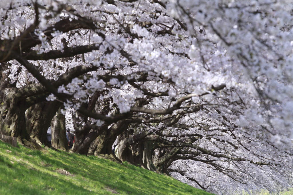 桜路 2