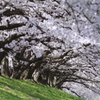 桜路 2