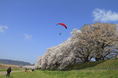 背割り堤の桜