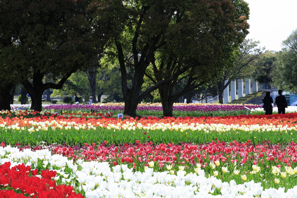 チューリップ園