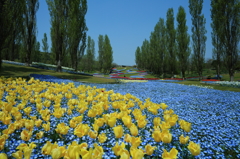 華の渓谷