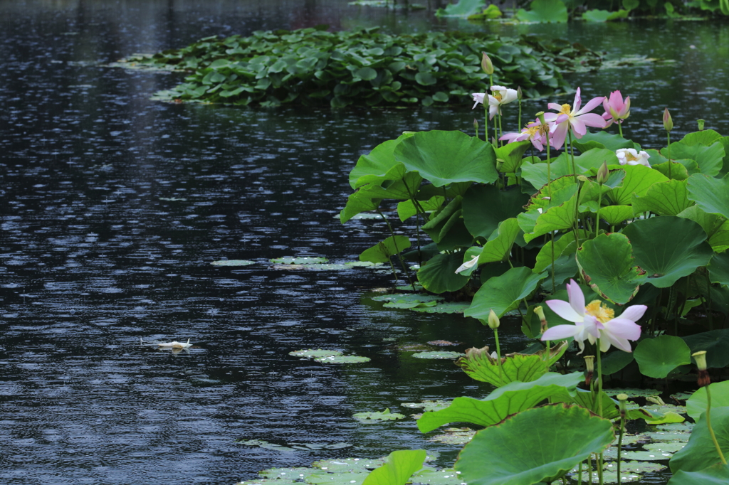 雨音の