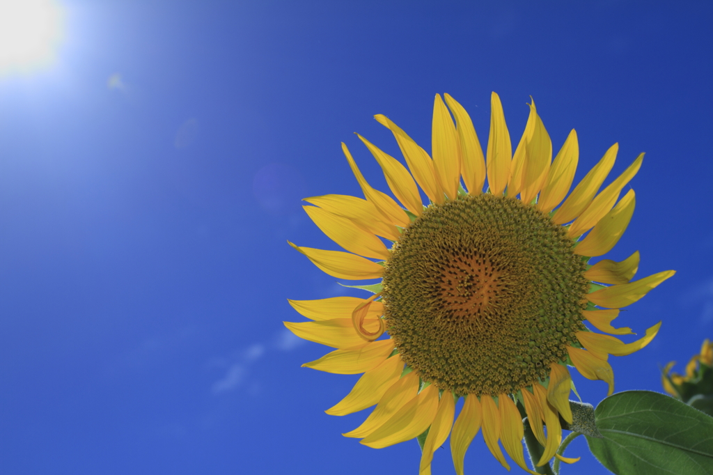 夏