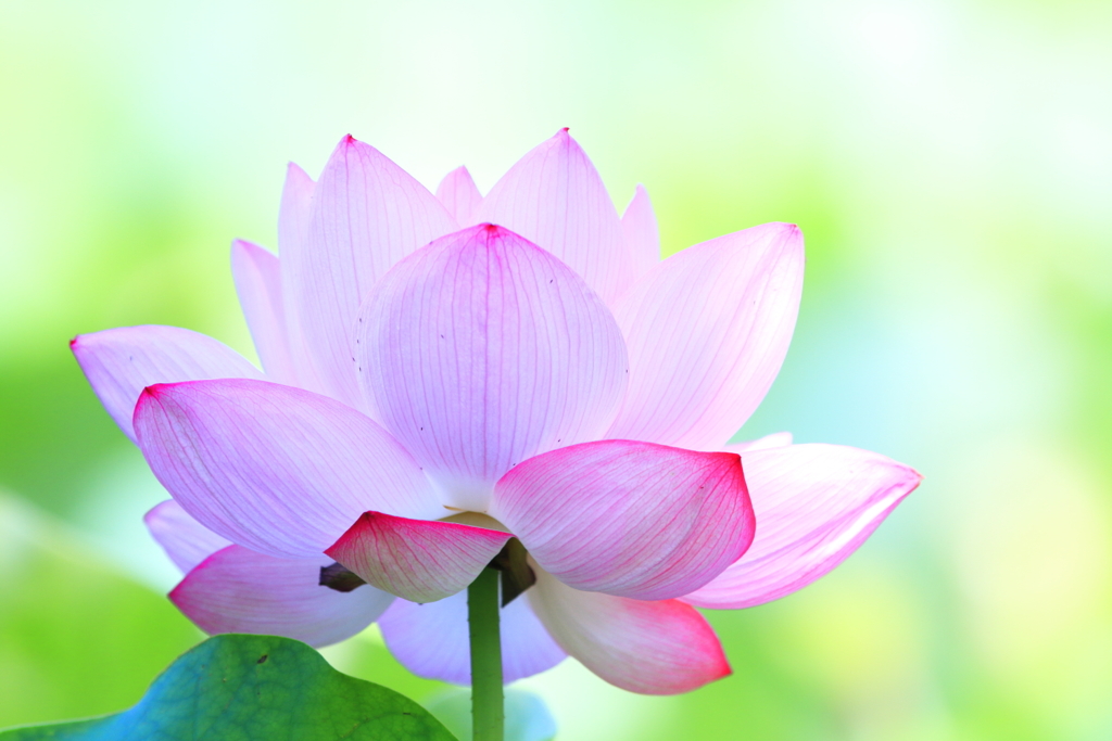 花姿