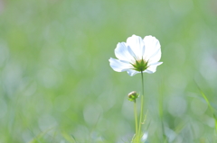 清らかに