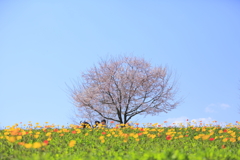 春