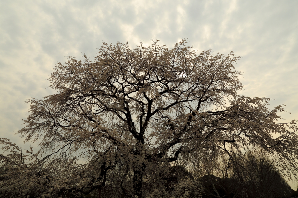 枝垂れ桜