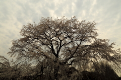 枝垂れ桜