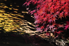 水面の紅葉 2