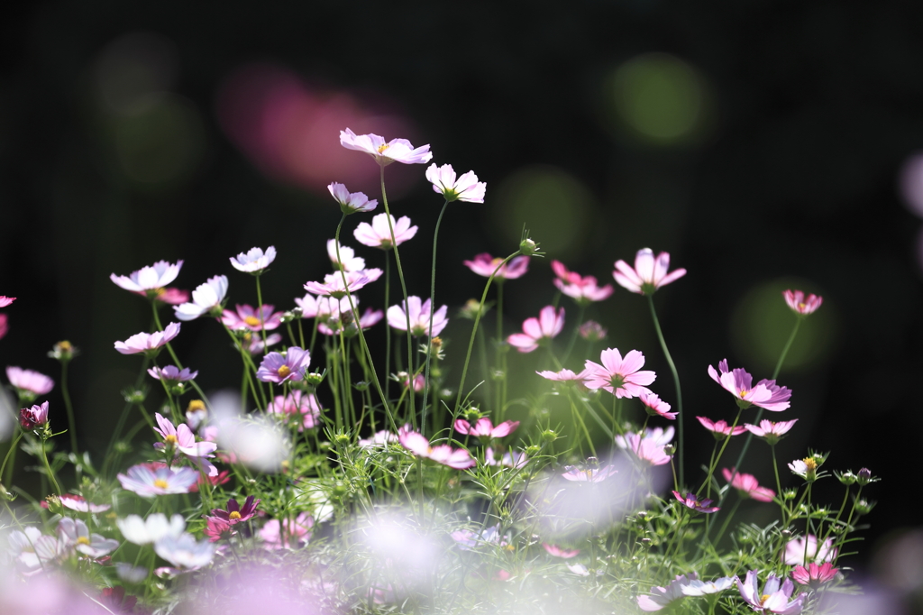 秋桜１