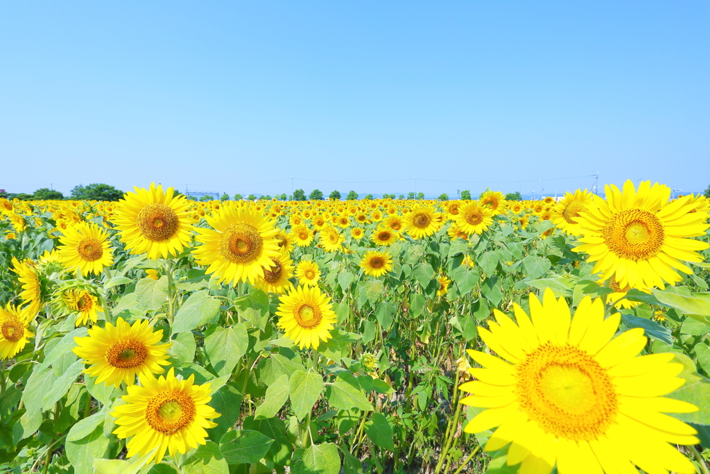 夏だ～！