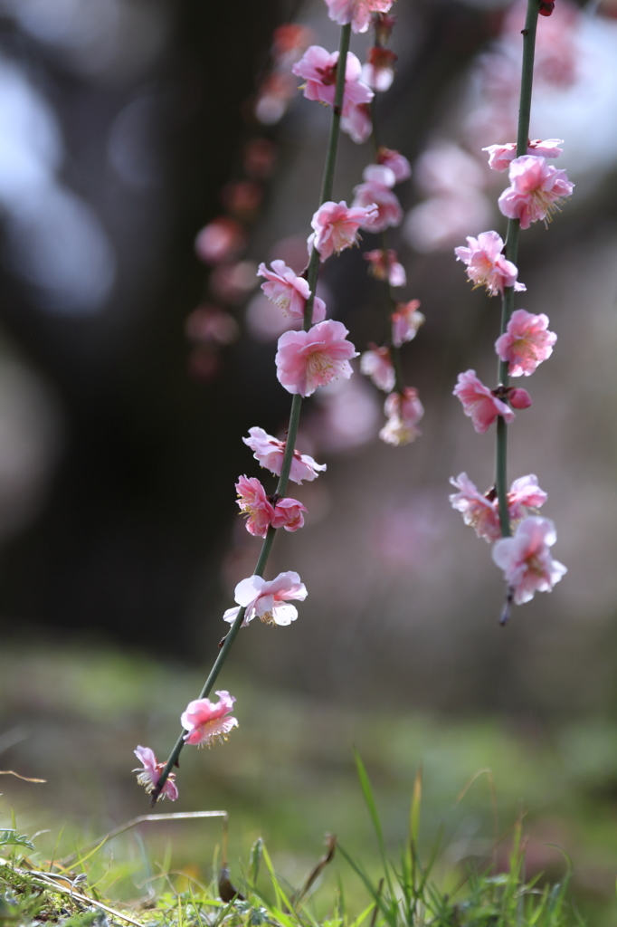 春の日ざし