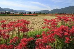 彼岸花の里 2