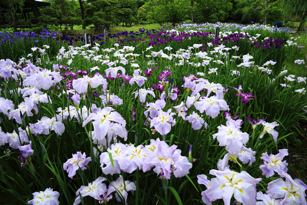 花しょうぶ園