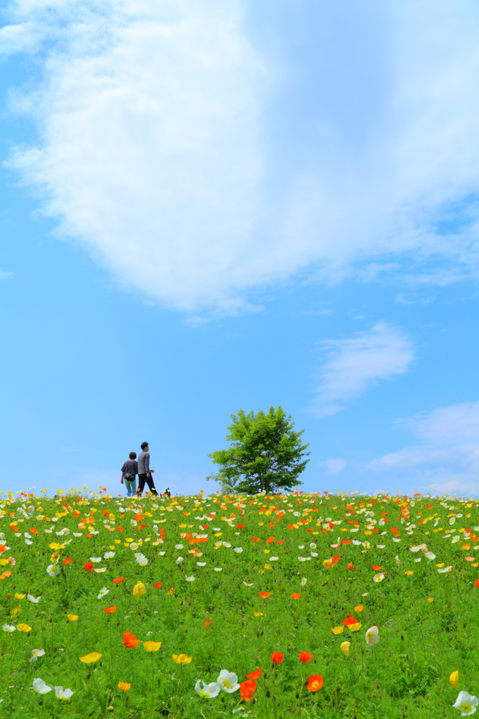 ポピーの丘