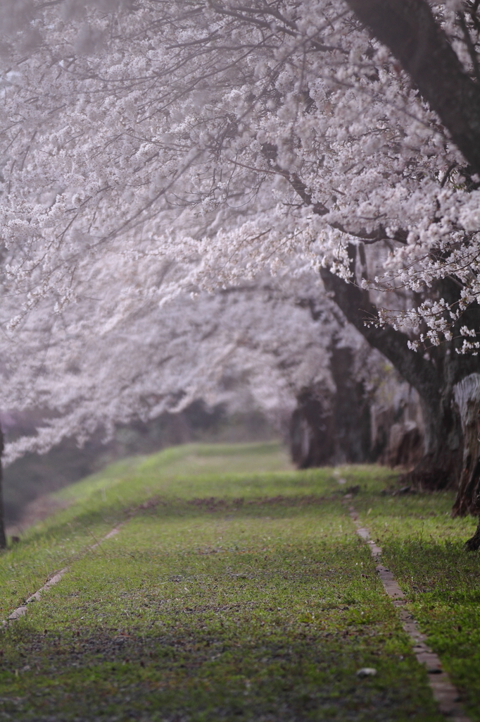 七谷川の桜１