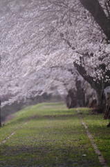 七谷川の桜１