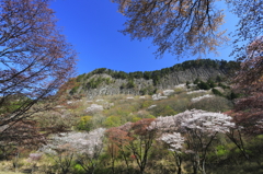屏風岩公苑の山桜 4