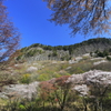 屏風岩公苑の山桜 4