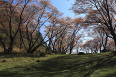 屏風岩公苑の山桜 1