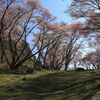 屏風岩公苑の山桜 1