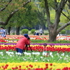 チューリップの森