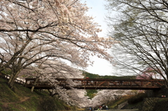 七谷川の桜4