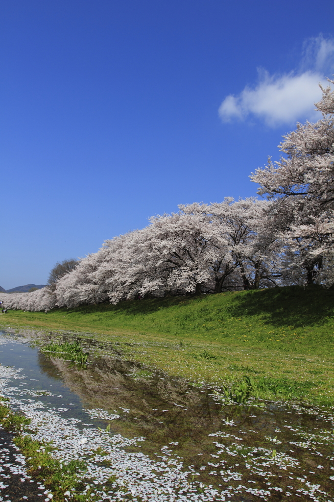 背割り堤の桜