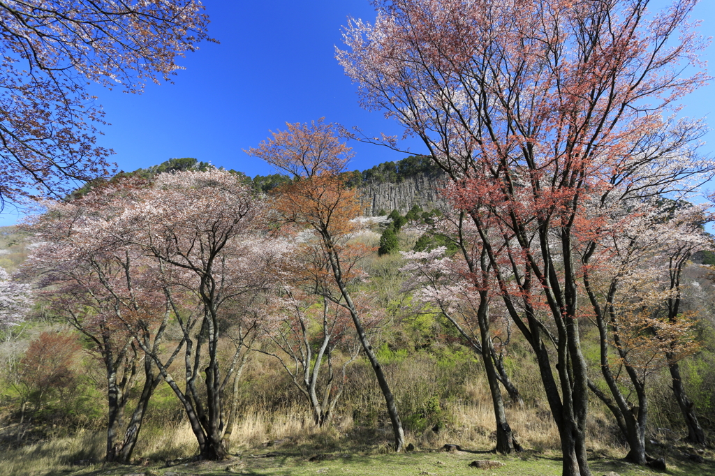 屏風岩公苑の山桜 2