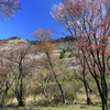 屏風岩公苑の山桜 2