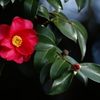 山茶花