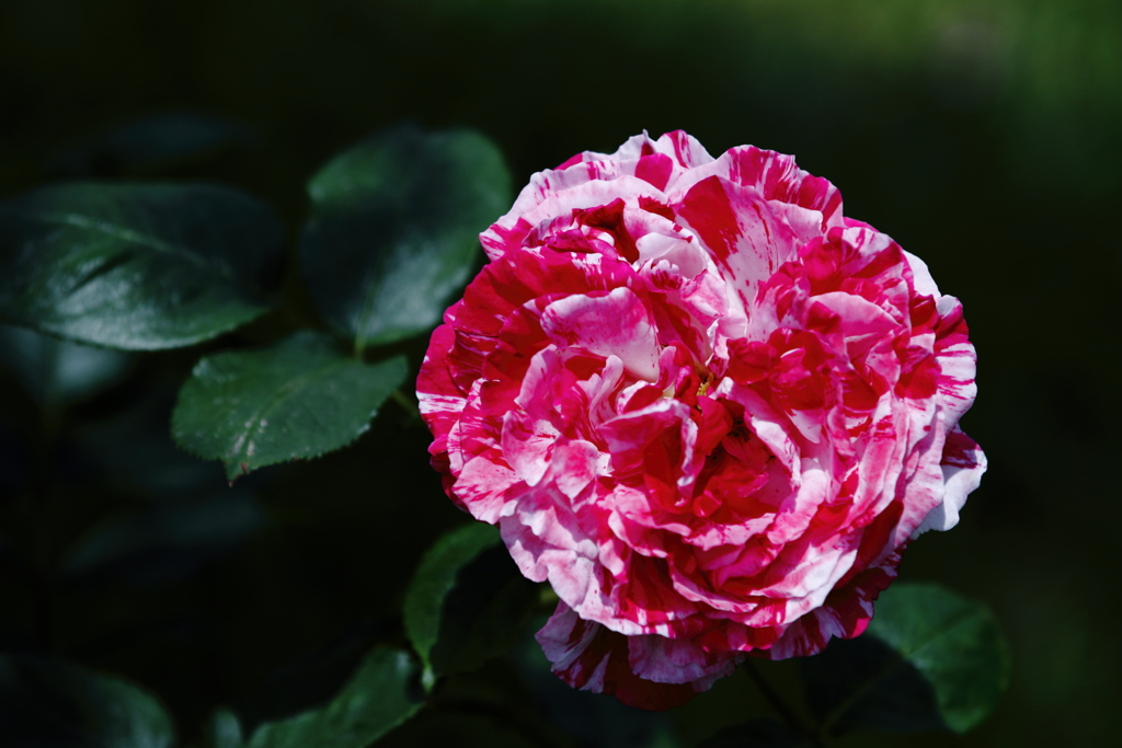 薔薇
